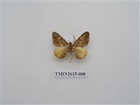 藏品(尺蛾134)的圖片